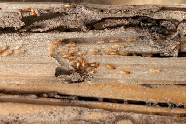Best Emergency Pest Control  in Matthews, NC